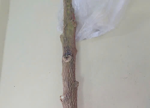 Cảnh báo ngộ độc, phản vệ do cây dại và rượu ngâm
