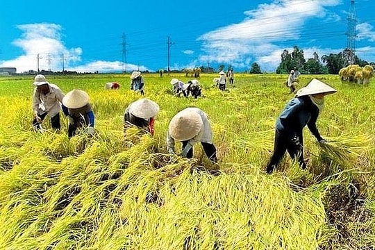 Các trường hợp được miễn thuế sử dụng đất nông nghiệp từ 1/1/2026