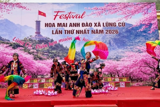 Lũng Cú khai mạc Festival hoa mai anh đào lần thứ nhất