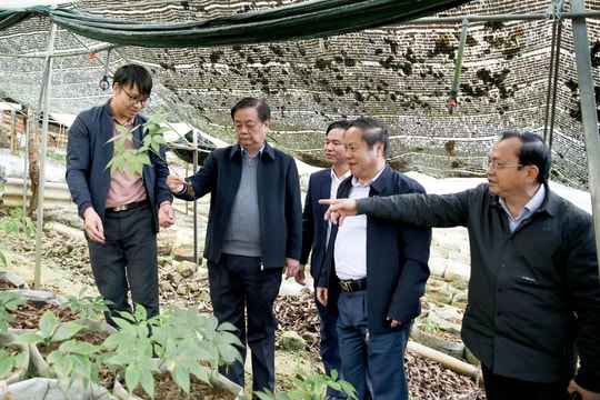 Phó Chủ tịch Quốc hội Lê Minh Hoan thăm mô hình trồng sâm tại Lai Châu