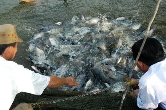 Vietnam, US launch 15.2 million USD tilapia development project