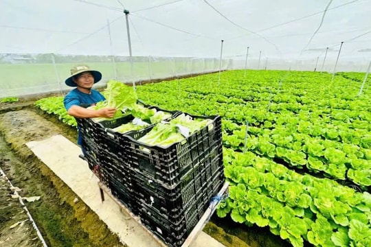 TP. Hồ Chí Minh: Tiếp tục nâng chất các vùng sản xuất rau an toàn, tập trung, bảo đảm truy xuất nguồn gốc