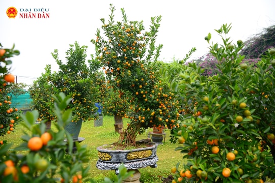 Tứ Liên (Hà Nội): Mãn nhãn quất mộc căn dáng ngựa sẵn sàng phục vụ Tết Nguyên đán