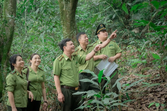 Phát triển và quản lý rừng bền vững