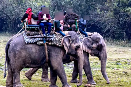 Indonesia tightens management of elephant conservation