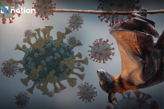 Virus Nipah nguy hiểm thế nào mà các nước phải kích hoạt kiểm soát như thời COVID-19?