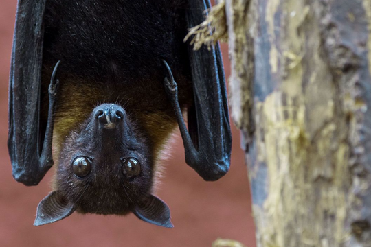 TP.Hồ Chí Minh nâng cao cảnh giác, tăng cường giám sát phòng chống bệnh do virus Nipah