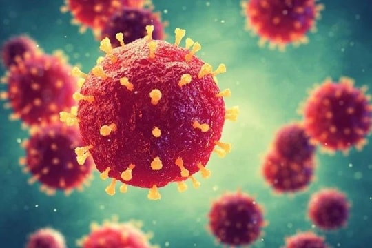 Bộ Y tế đưa ra khuyến cáo về dịch bệnh Virus Nipah tại Việt Nam
