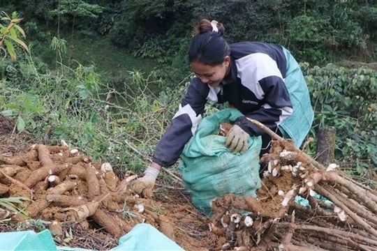 Vietnam ranks third globally in cassava exports, supply chain faces challenges