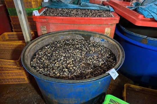 Vụ ngâm ốc bươu trong dung dịch hóa chất Natri Silicate: Tiềm ẩn nguy cơ cho sức khỏe người tiêu dùng