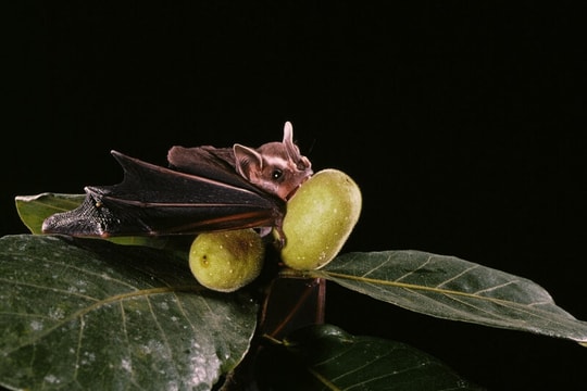 Virus Nipah có thể lây qua thực phẩm, Bộ Y tế yêu cầu tăng cường giám sát