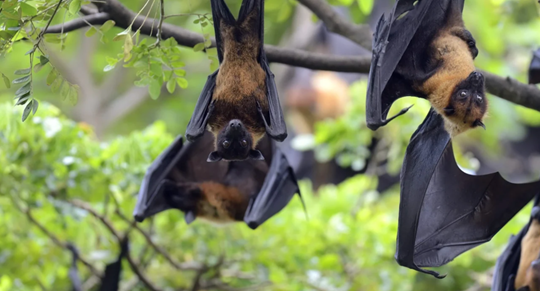 Virus Nipah khó có thể gây đại dịch nhưng cần giám sát chặt chẽ