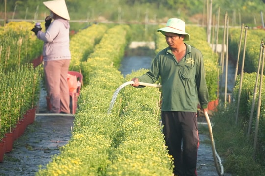 TP. Hồ Chí Minh: Làng hoa tất bật vào vụ Tết
