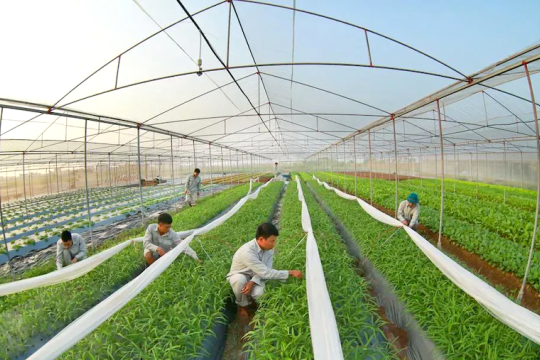 Hanoi’s agricultural exports surpass 2 billion USD in 2025