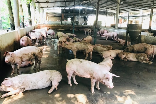 Đồng Nai: Siết chặt kiểm dịch, kiểm soát giết mổ động vật dịp Tết Nguyên đán 2026