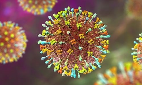 Người dân cần làm gì trước nguy cơ virus Nipah xâm nhập ?