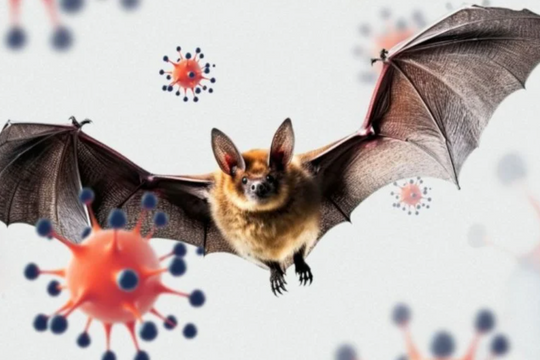 Phát hiện virus mới từ dơi lây sang người tại Bangladesh, triệu chứng giống Nipah