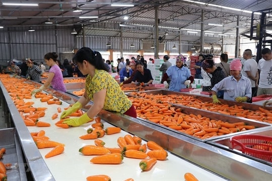 Agricultural exports reliant on securing raw material supply