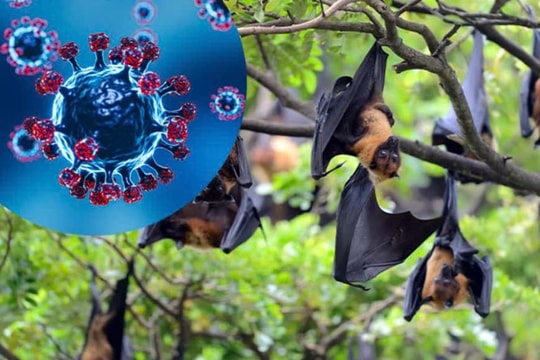 Virus Nipah: Chuyên gia cảnh báo nguy cơ tử vong cao và di chứng thần kinh lâu dài