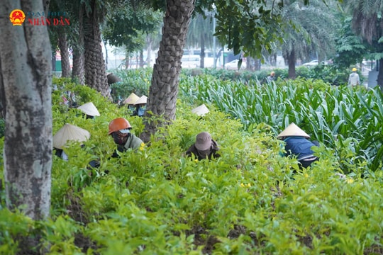 Công viên hồ điều hòa Mai Dịch “khoác áo mới” phục vụ Tết Nguyên đán