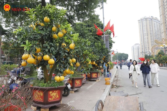 Hà Nội: Bưởi cảnh giá hàng chục triệu đồng “đắt khách”
