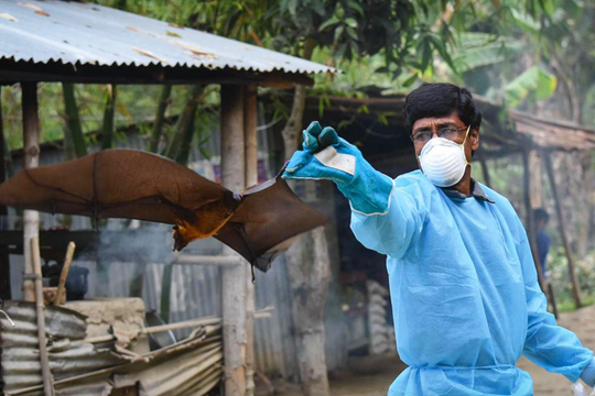 TP. Hồ Chí Minh: Khuyến cáo chủ động phòng chống bệnh do virus Nipah