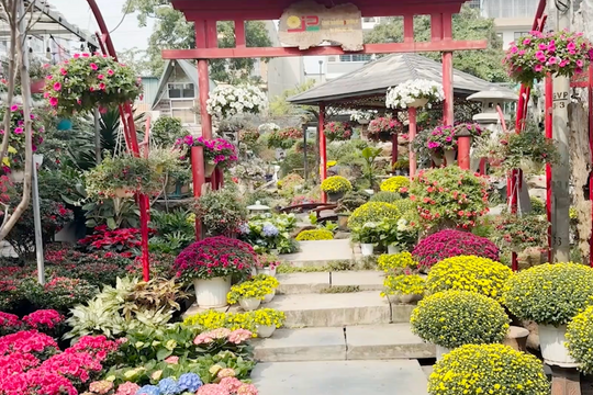 Sắc xuân ngập tràn tại chợ hoa Vạn Phúc