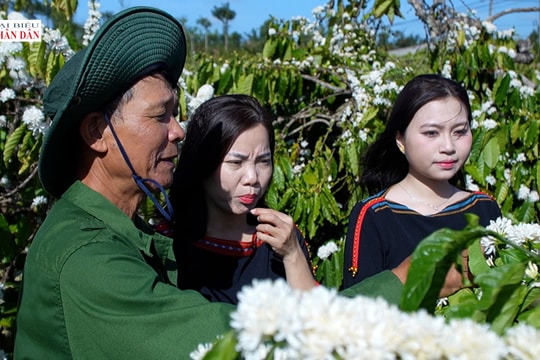 Du khách thích thú ngắm hoa cà phê nhuộm trắng buôn làng