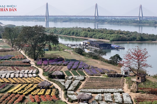Hà Nội: Người dân nô nức du xuân mới tại “thủ phủ” các loài hoa