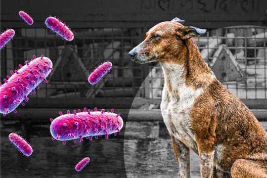 Xếp hạng: 10 loại virus nguy hiểm nhất thế giới theo tỷ lệ tử vong