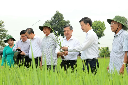 TP. Cần Thơ: Phát động “Tết trồng cây và thăm đồng” dịp đầu năm mới