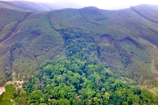 Bắc Ninh chuyển 7,66 ha rừng trồng sang mục đích khai thác khoáng sản