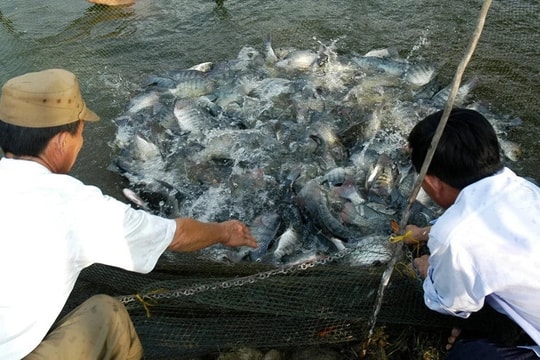 Vietnamese tilapia eye opportunities to make breakthrough
