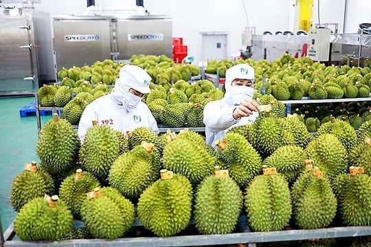 Xuất khẩu rau quả tăng trưởng mạnh từ đầu năm