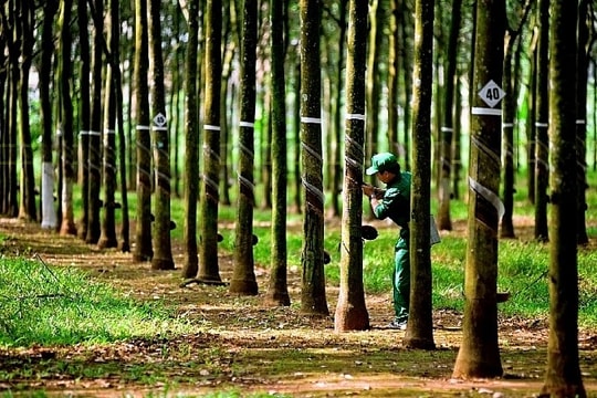 Tập đoàn Công nghiệp Cao su Việt Nam (GVR) : 12.000 ha cao su "đắp chiếu", nghìn tỷ đồng đang bị chôn vùi trong lãng phí?
