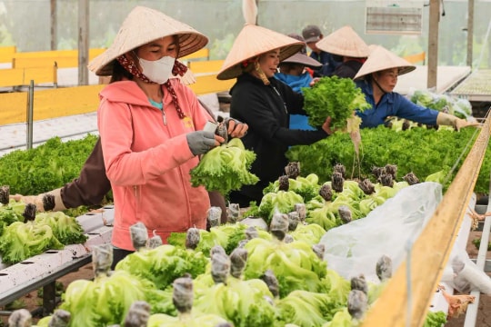 Vietnamese agricultural products restructured to affirm global standing