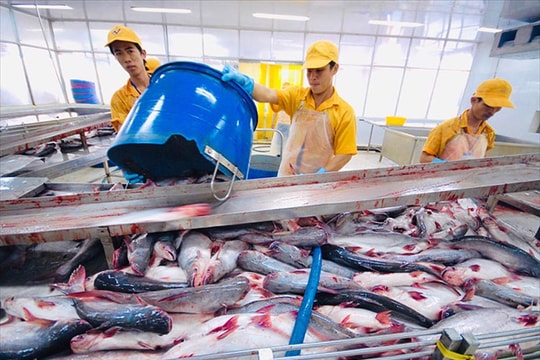 Nguồn cung cá thịt trắng giảm, cá tra rộng đường "xuất ngoại"