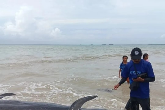 Indonesian authorities rescue 34 stranded pilot whales