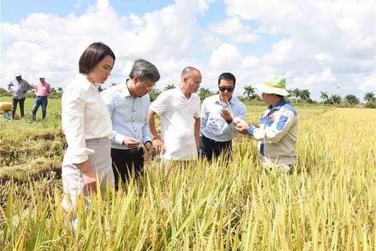 Cuban Party leader praises rice cultivation cooperation with Vietnam