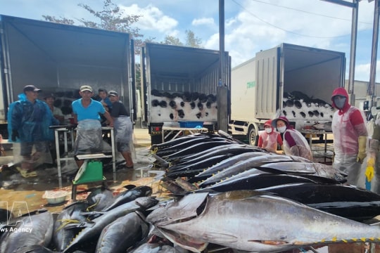 Flexible shifts made to sustain growth momentum in tuna export