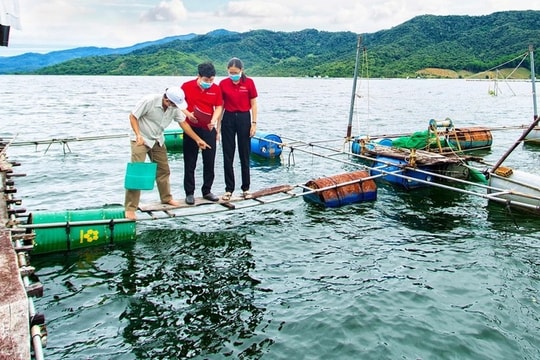 Bài cuối: Thúc đẩy liên kết chuỗi, hỗ trợ mô hình sản xuất hiệu quả