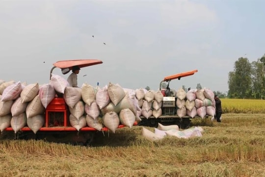 Vietnam rice exports face shipping delays as Middle East tensions raise costs