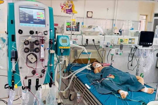 Lọc máu kéo dài 53 giờ cứu sống học sinh 6 tuổi bị sốc phản vệ do ong khoái đốt