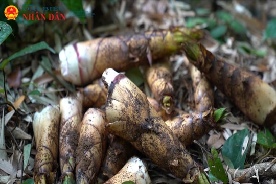 Mùa thu hoạch măng vầu ở miền Tây Quảng Trị