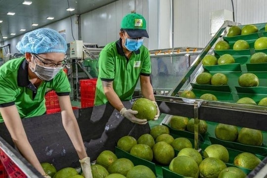 Hoàn tất thủ tục, bưởi Việt sẵn sàng chinh phục thị trường Australia