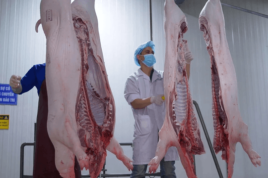 TP. Hồ Chí Minh: Tăng cường kiểm dịch, kiểm soát giết mổ động vật