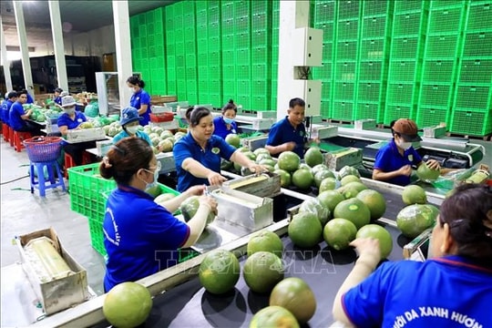 Ký Nghị định thư xuất khẩu chính ngạch bưởi và chanh sang Trung Quốc