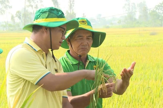 Mô hình canh tác lúa “Hành trình xanh” của Bình Điền cho năng suất đạt 9,5 tấn/ha