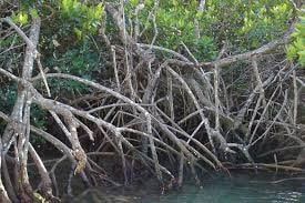 Indonesia advances legal framework to accelerate blue carbon pricing programme