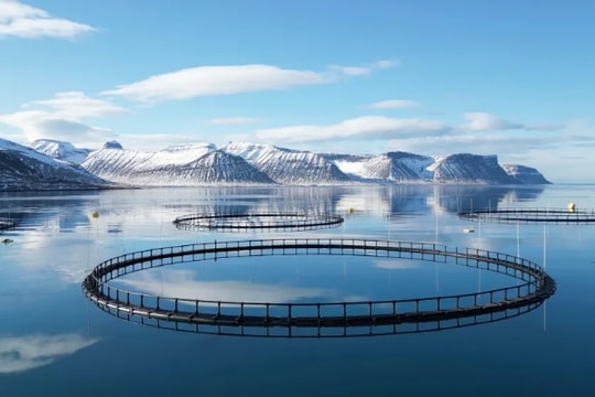Iceland tăng tốc hoàn thiện luật về nuôi trồng thủy sản